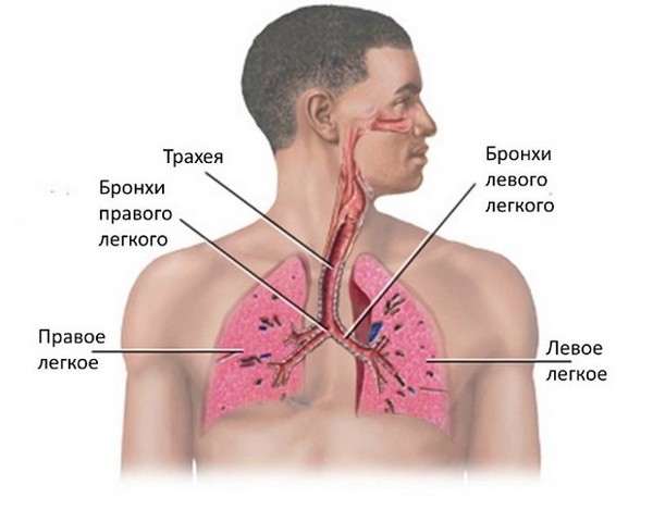 Гигиена дыхательных путей