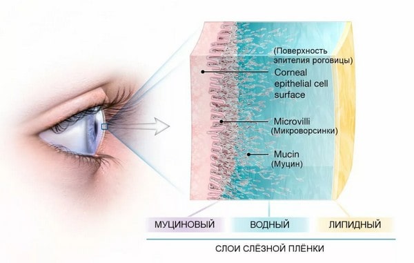 синдром сухого глаза строение